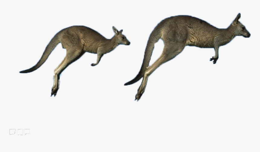 Australia Eastern Kangaroo Grey Running Western Kangaroos - Belmont, HD Png Download