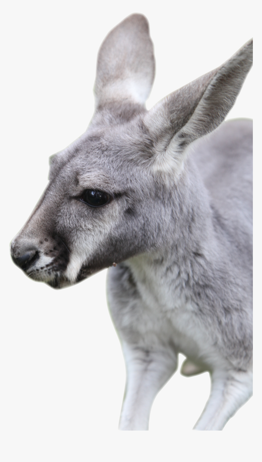 Kangaroo, HD Png Download