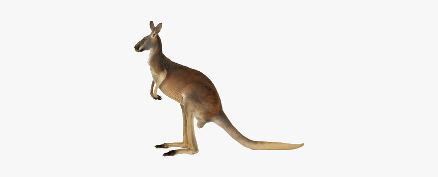 Transparent Background Kangaroo Jpg, HD Png Download