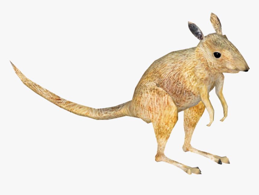 Clip Art Kangaroo Bat - Desert Kangaroo Rat Png, Transparent Png