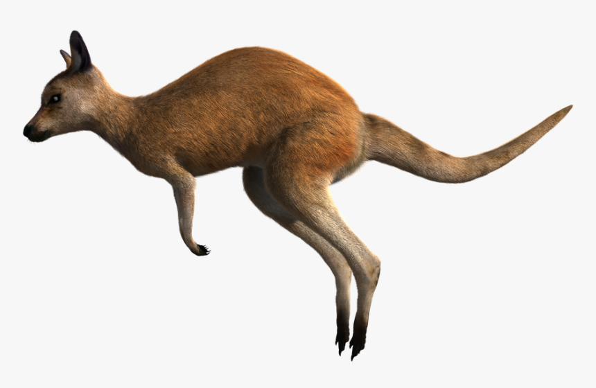 Kangaroo, Red, Wildlife, Animal, Australia, Marsupial - Kangaroo, HD Png Download