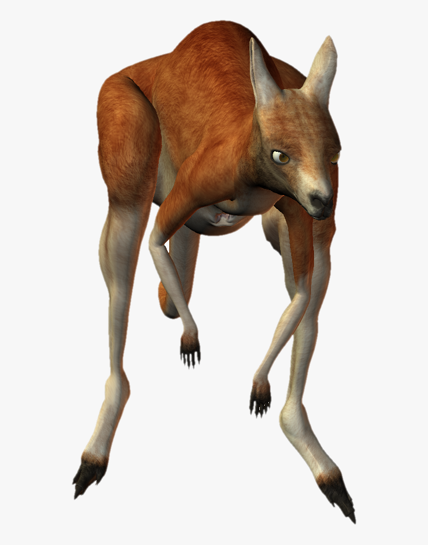 Kangaroo, HD Png Download
