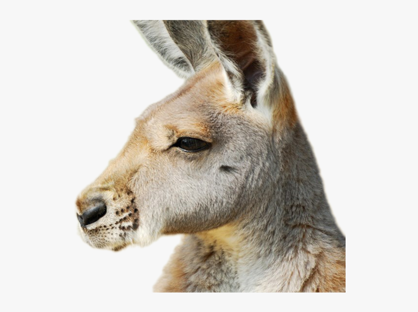 Kangaroo Png Image - Kangaroos In The Outback, Transparent Png