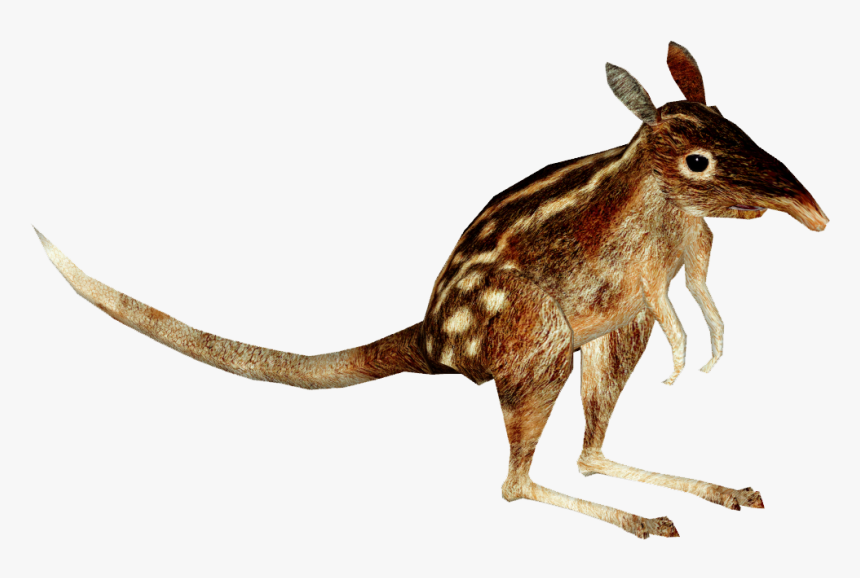 Kangaroo , Png Download - Swamp Rabbit, Transparent Png