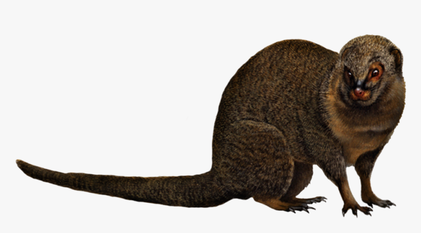 Mongoose Png, Transparent Png