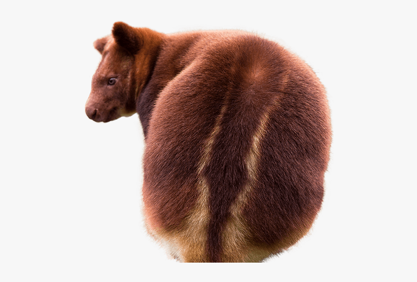 Tree Kangaroo Png, Transparent Png