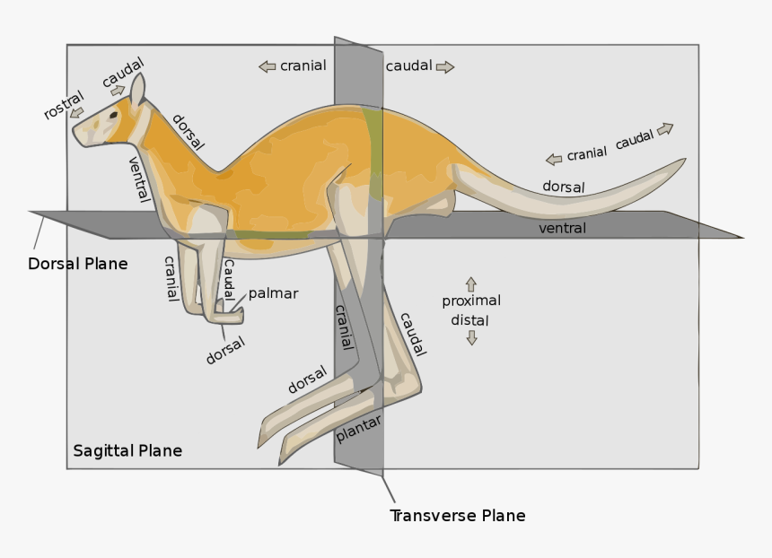 Anatomical Planes Animal, HD Png Download