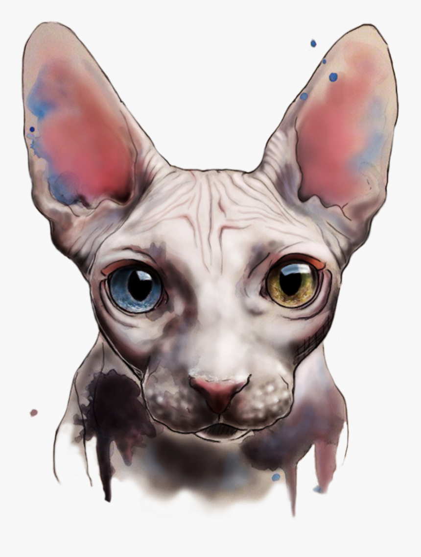 Vector Cats American Curl - Hairless Cat Watercolour, HD Png Download