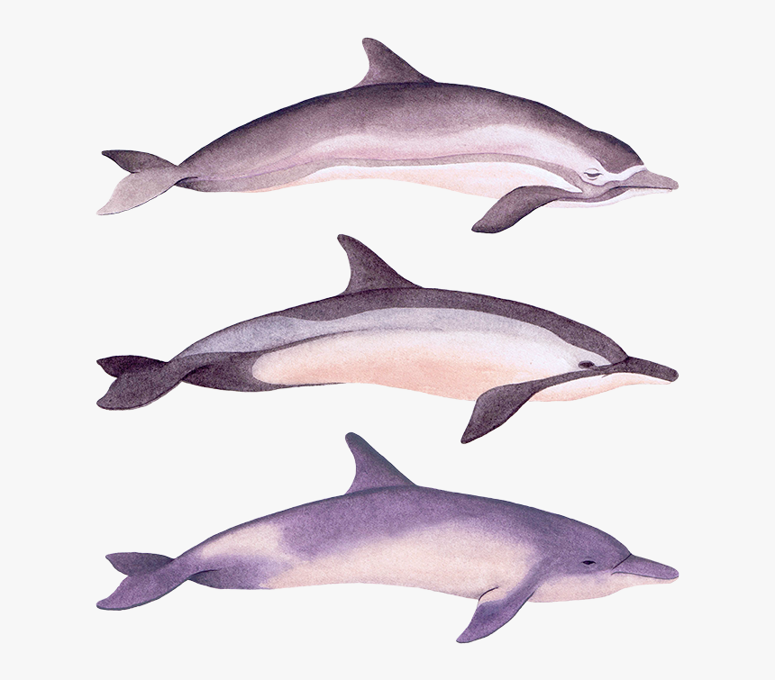 Dolphins , Png Download - Common Bottlenose Dolphin, Transparent Png