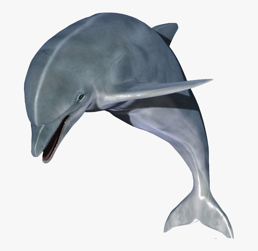 Dolphin Clip Art - High Resolution Dolphin Hd, HD Png Download