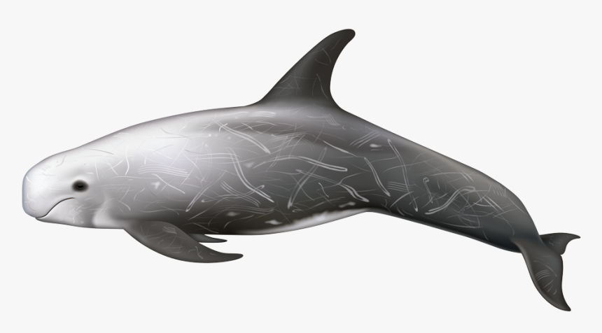 Risso's Dolphin, HD Png Download