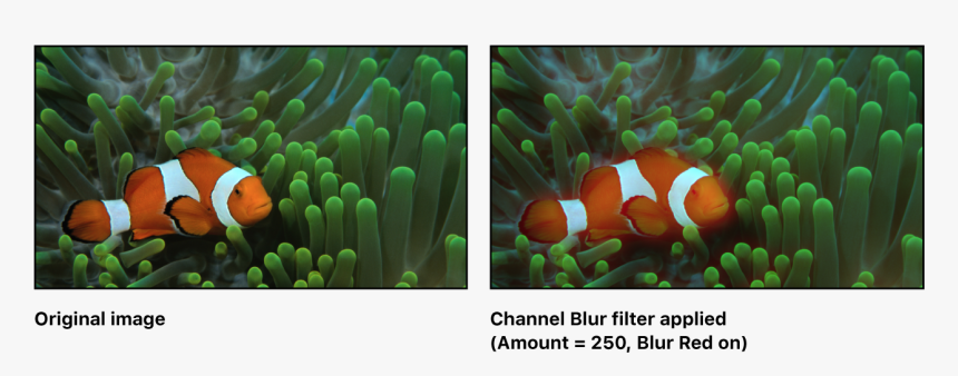 Canvas Showing Effect Of Channel Blur Filter - Fish In Natural Habitat, HD Png Download