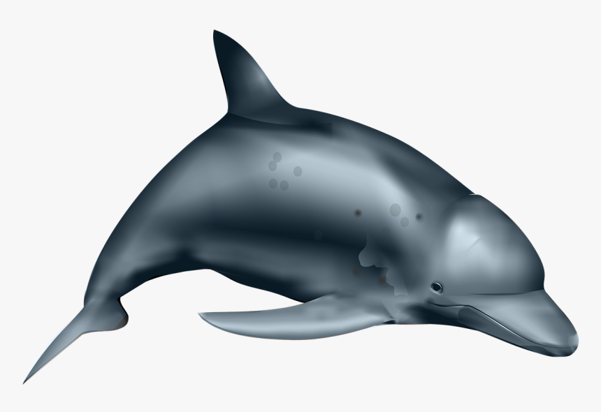 Dolphin, HD Png Download