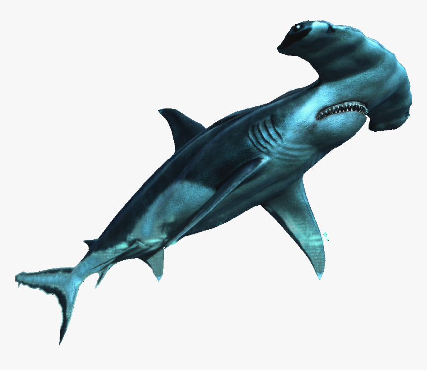 Common-dolphins - Requin Marteau Png, Transparent Png