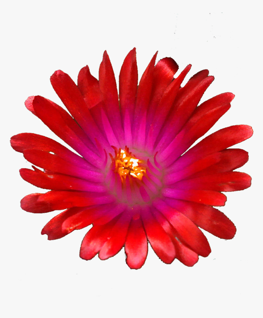 Red Jewel Png , Png Download - Invisibobble Fialove, Transparent Png