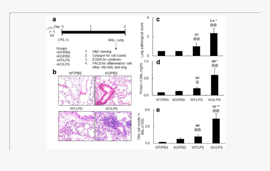 Lack Of Socs3 Induced More Severe Acute Lung Injury - Lps Induced Inflammation In Lung And Facs Analysis, HD Png Download