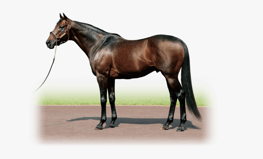 King Kamehameha - Japonya Da Yarışan Tizway, HD Png Download