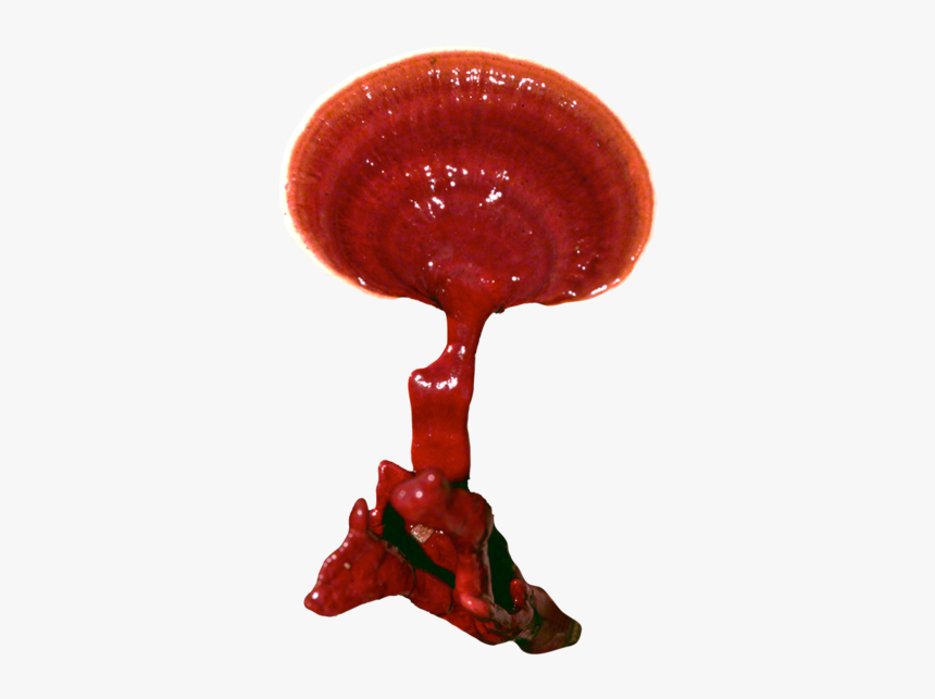 Reishi Plug Spawn - Illustration, HD Png Download