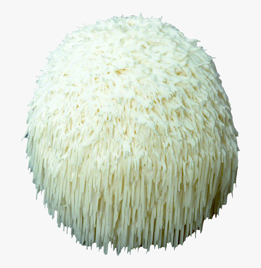 Lion S Mane Plug Spawn - Lion's Mane Plugs, HD Png Download