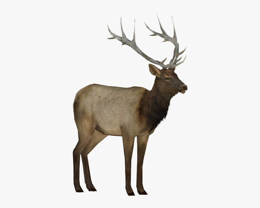 Elk Png, Transparent Png