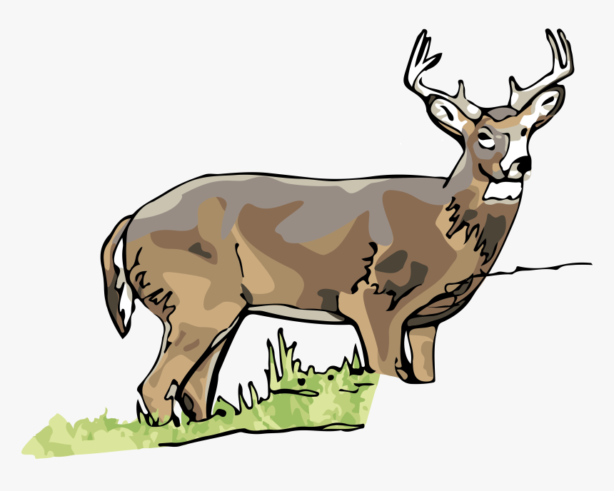 Elk - Clipart White Tailed Deer, HD Png Download