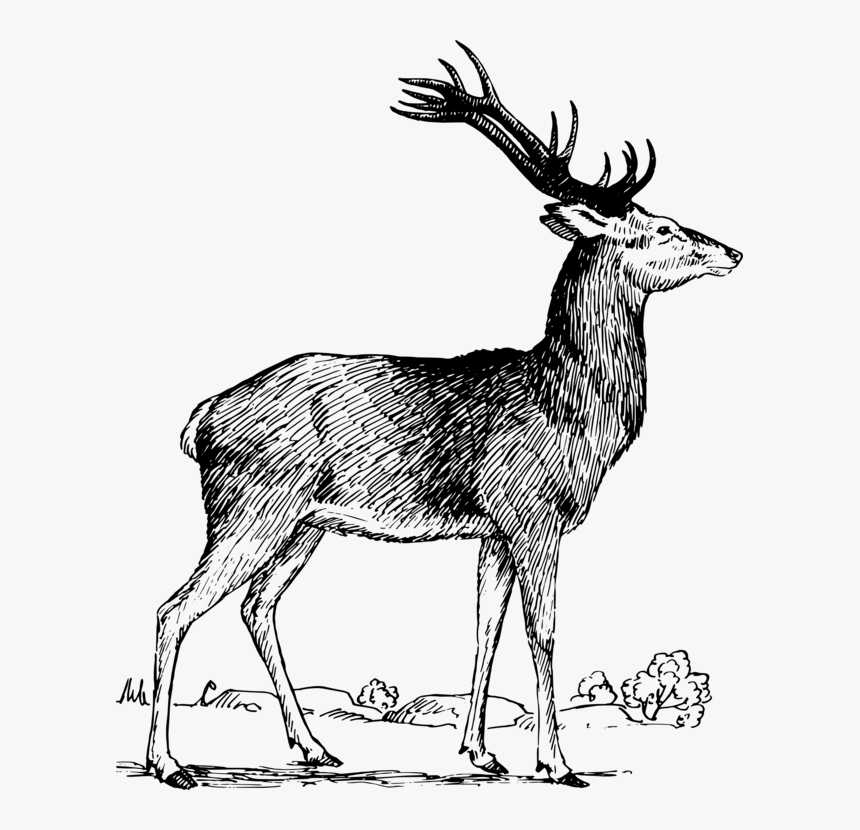 Elk,wildlife,tail - Deer, HD Png Download