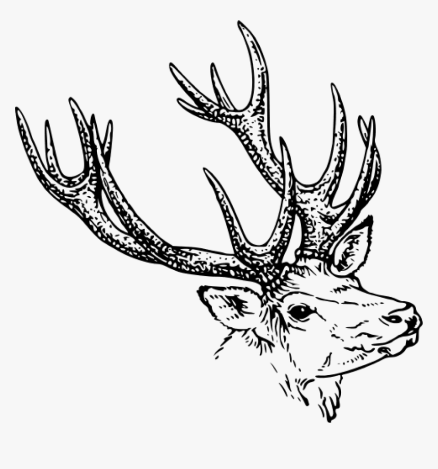 White Tailed Deer Reindeer Moose Elk Free Commercial - Horn Black And White Clipart, HD Png Download