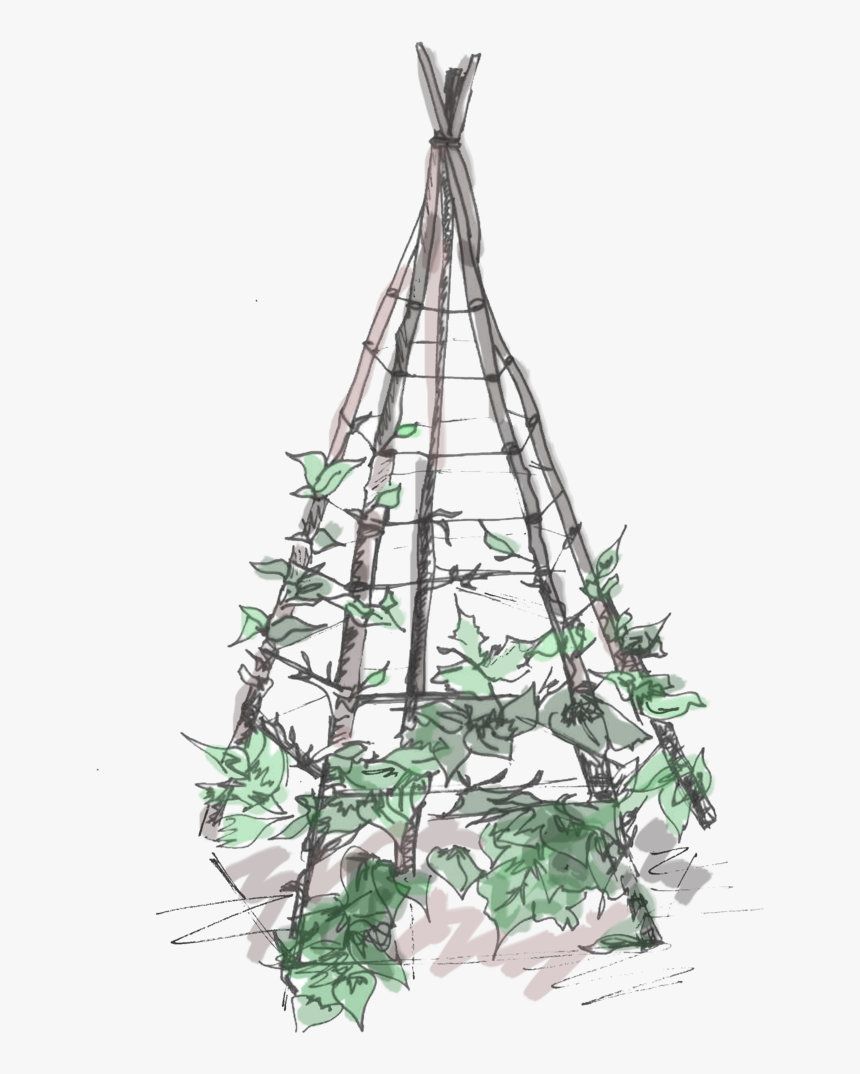 Plant Teepee , Png Download - Christmas Tree, Transparent Png