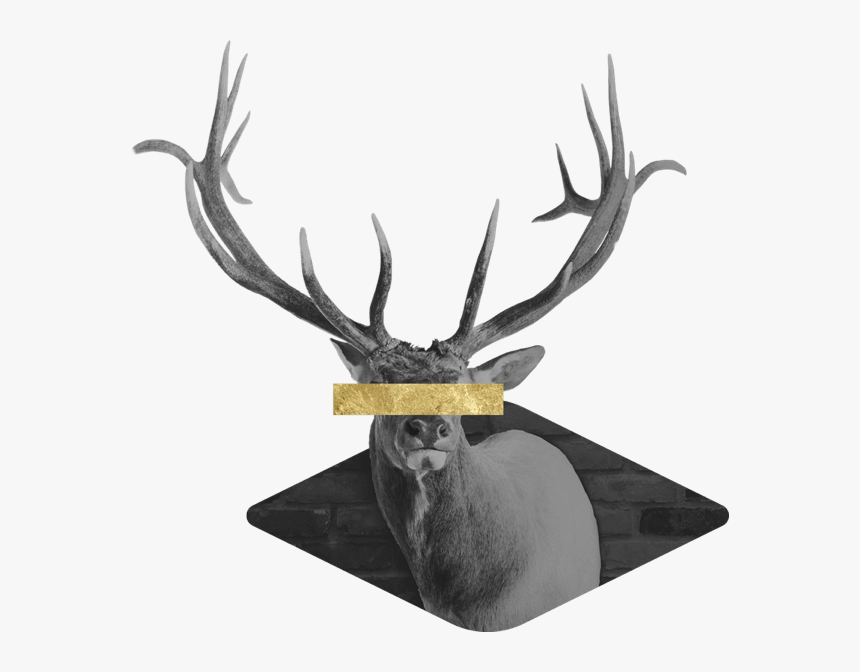 Elk, HD Png Download