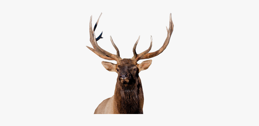 Moose, Elk Png - Elk, Transparent Png