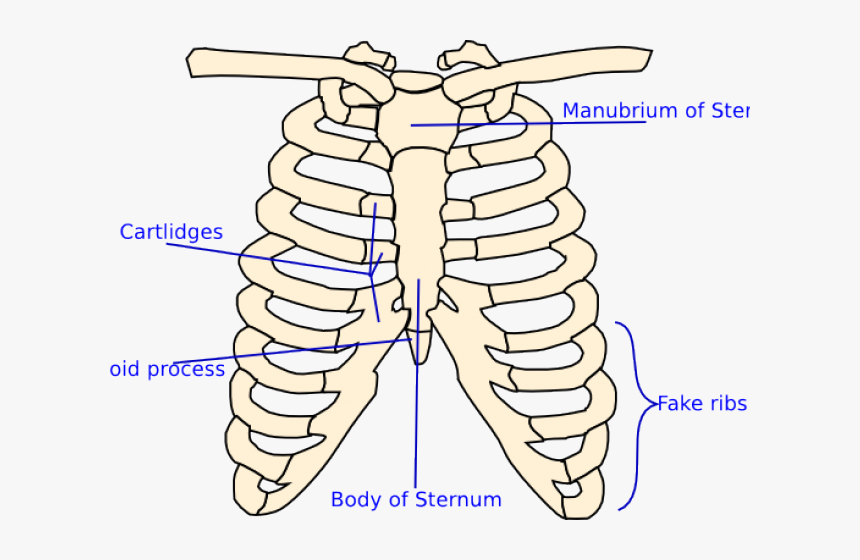 Transparent X Ray Clipart - Skeleton Rib Cage Clipart, HD Png Download