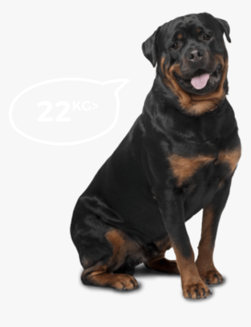Big Dogs - Bi-monthly - Rottweiler Labrador German Shepherd, HD Png Download