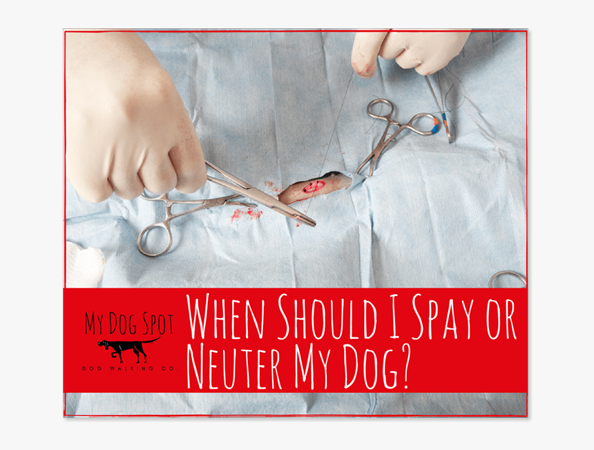 When Should I Spay Or Neuter My Dog - Wire, HD Png Download