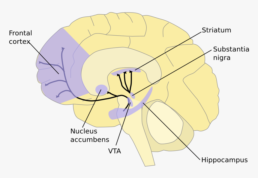 Reward And Motivation Brain, HD Png Download