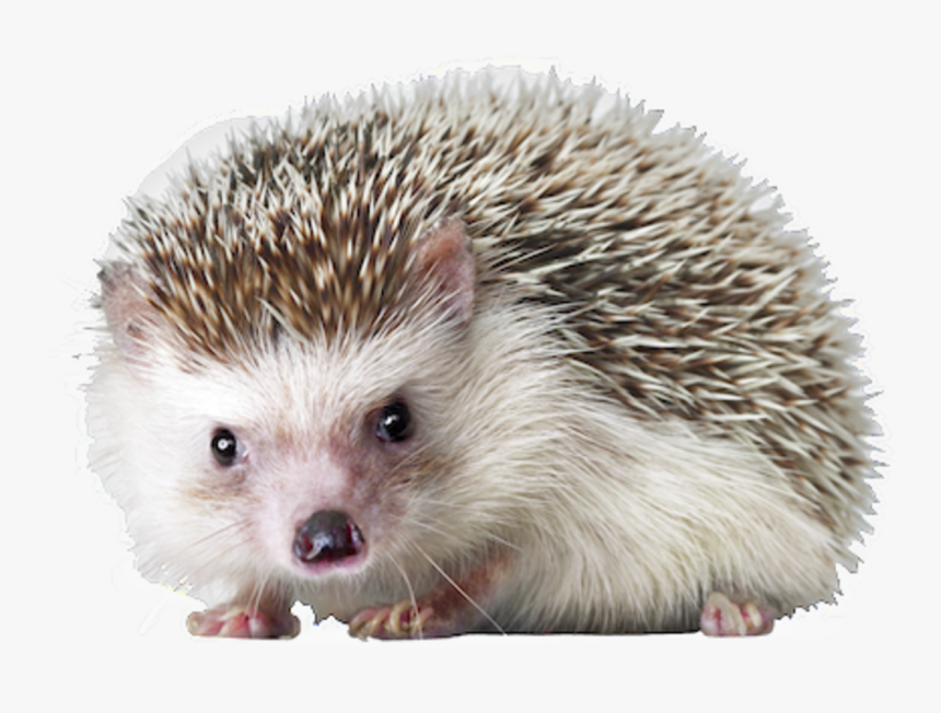 Hedgehog Png, Transparent Png