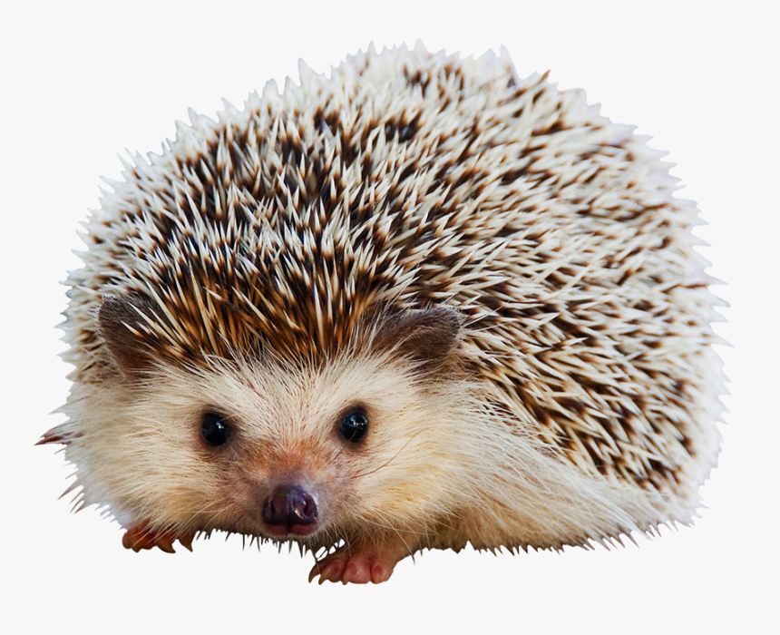 Hedgehog Clipart Cute Animal - Mammals Covered With Quills, HD Png Download