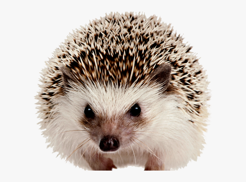 Hedgehog Png, Transparent Png