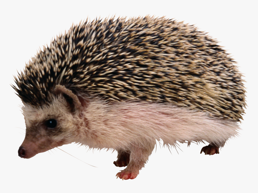 Hedgehog Png - Hedgehog Png Transparent, Png Download