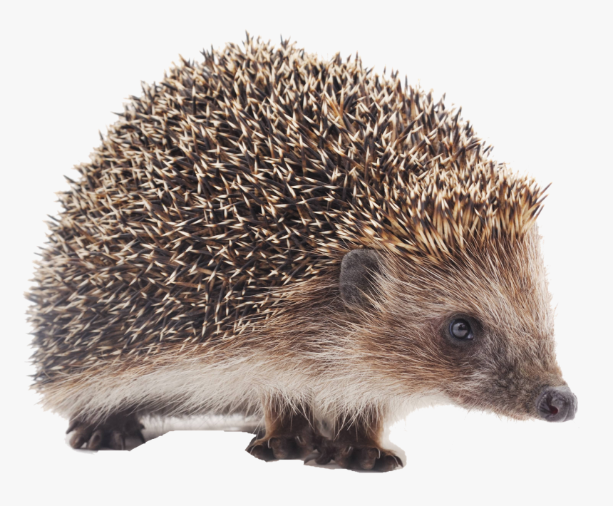 Hedgehog Png Background - Porcupine Small, Transparent Png