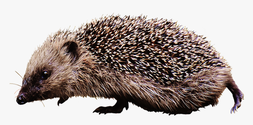 Clipart Of Walking Hedgehog - Hedgehog Clipart, HD Png Download