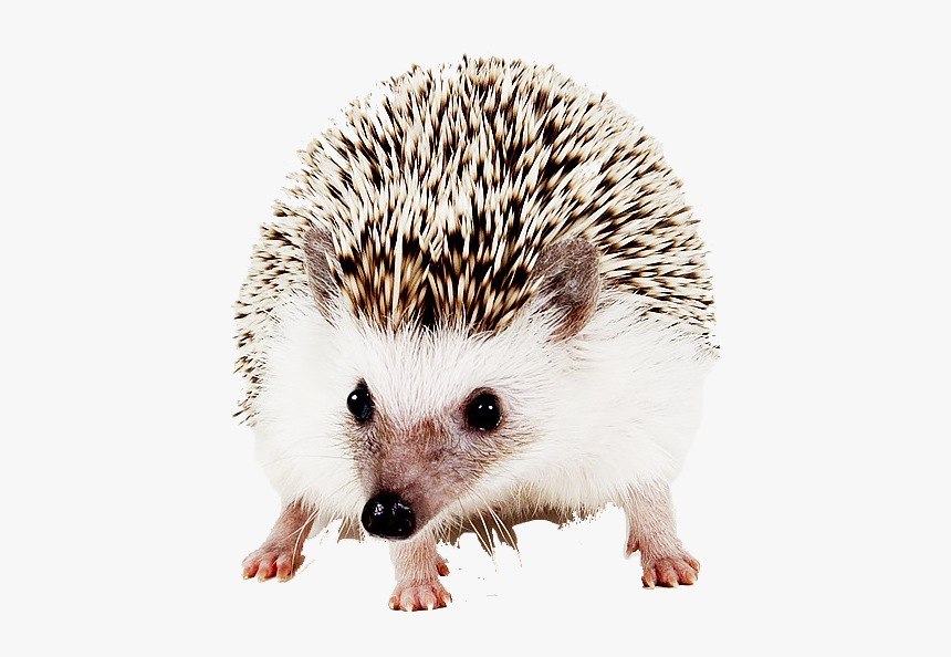 Hedgehog Png Image File - Domesticated Hedgehog, Transparent Png