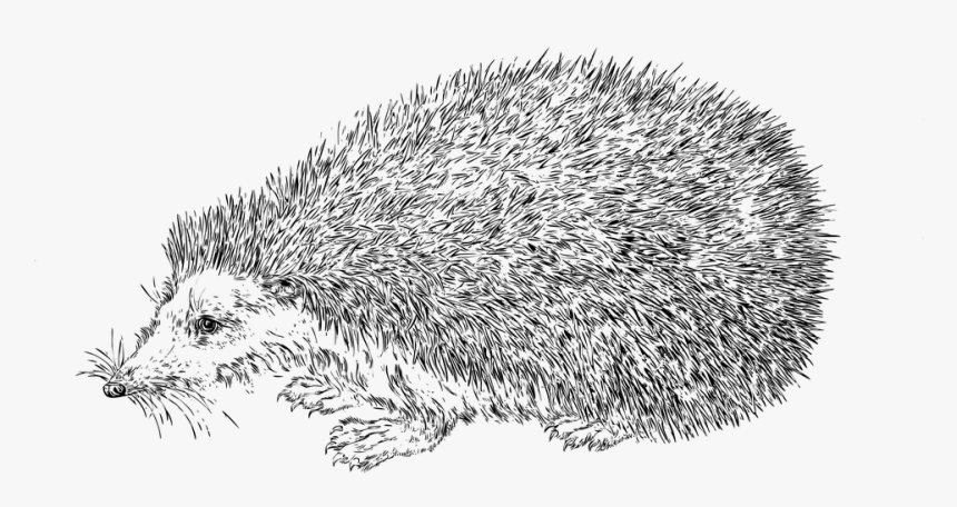 Line Art, Hedgehog, Animal, Nature, Wildlife - Realistic Hedgehog Coloring Page, HD Png Download