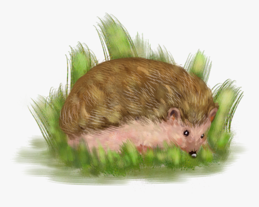 Simple Hand Drawn Hedgehog Animal Png And Psd - Punxsutawney Phil, Transparent Png