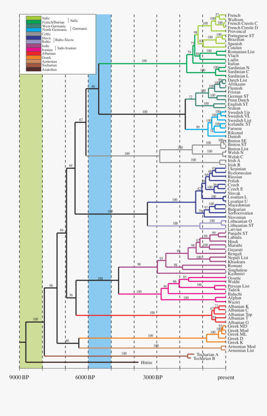 Indo European Language Phylogeny, HD Png Download