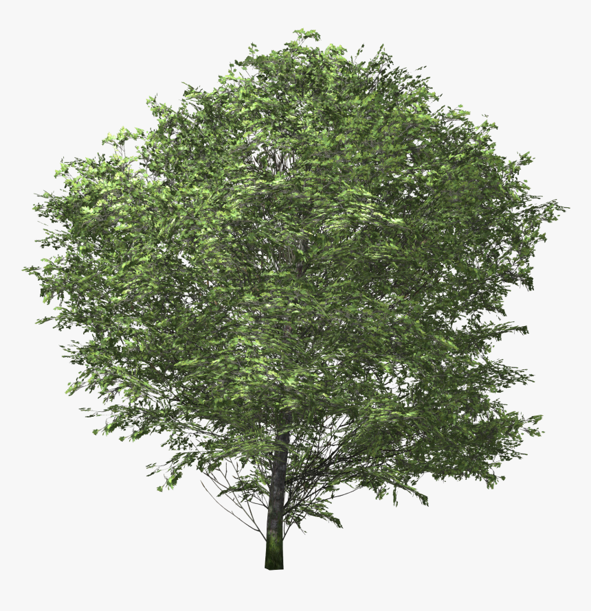 [​img] - Tree No Back Ground, HD Png Download