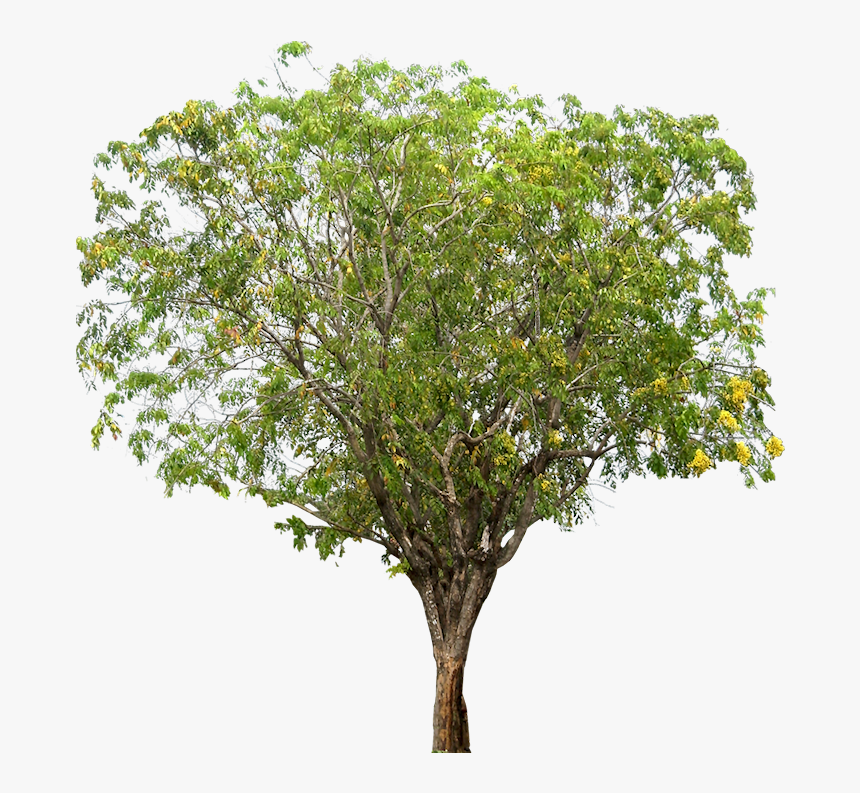 Pterocarpus Indicus Tree Png Psd, Transparent Png