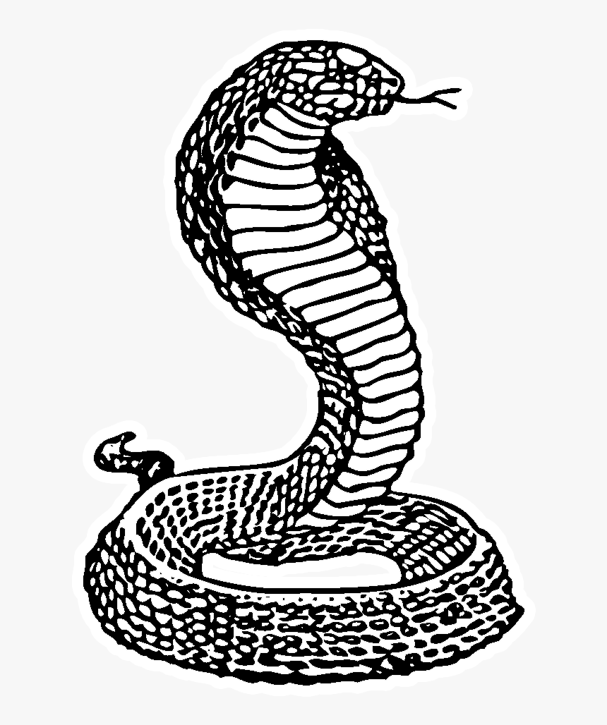 - Drawing , Png Download - Serpent, Transparent Png