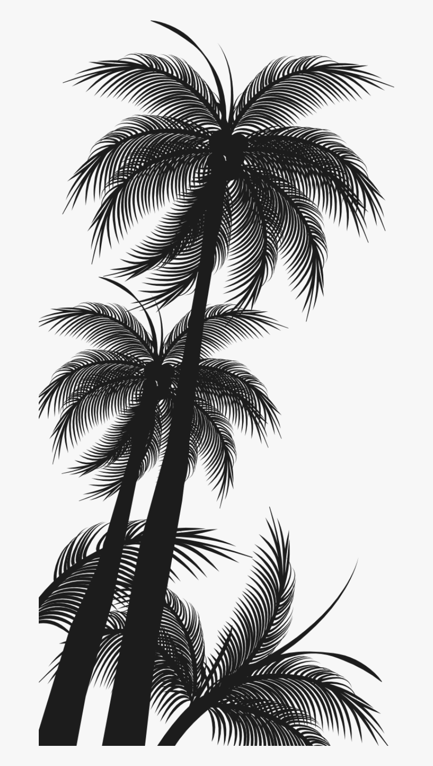 Attalea Speciosa, HD Png Download