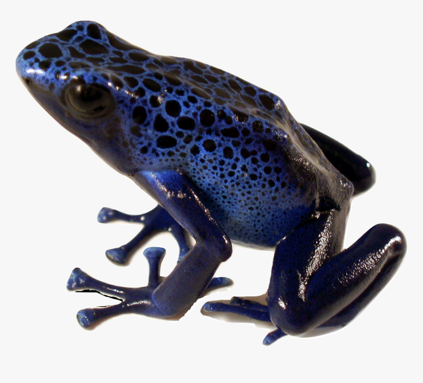Poison Dart Frog Blue - Poison Dart Frog Png, Transparent Png
