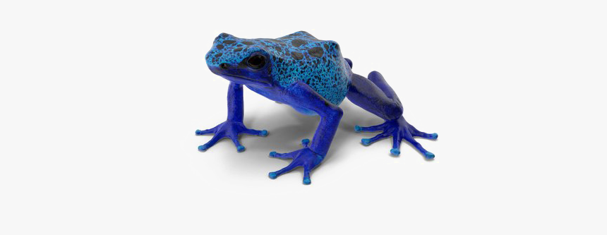 Poison Dart Frog Background Png - Poison Dart Frog No Background, Transparent Png